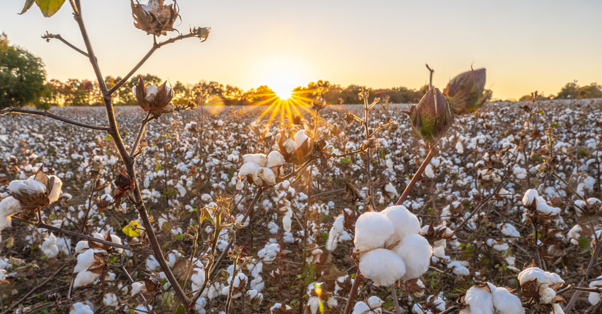 A field of cotton plants with fluffy white bolls stretches to the horizon at sunset, with sunlight streaming through trees in the background.