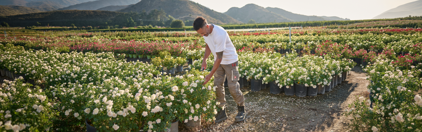 A man cutting plants